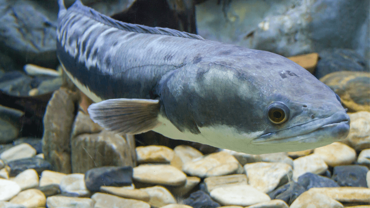 An image of a Giant snakehead