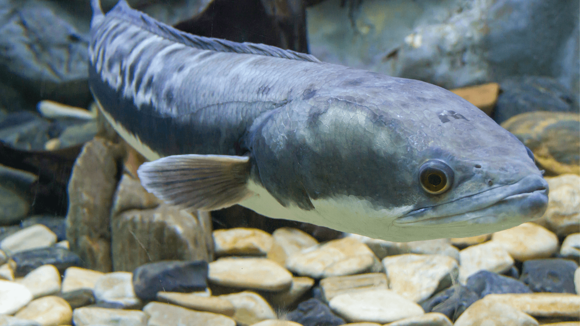 A photo of Giant snakehead