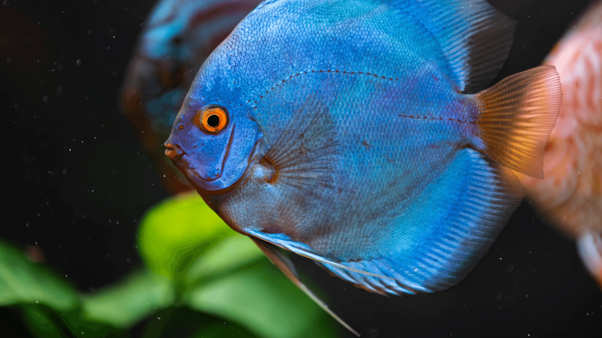 A photo of Selective Breeding in Aquarium Fish