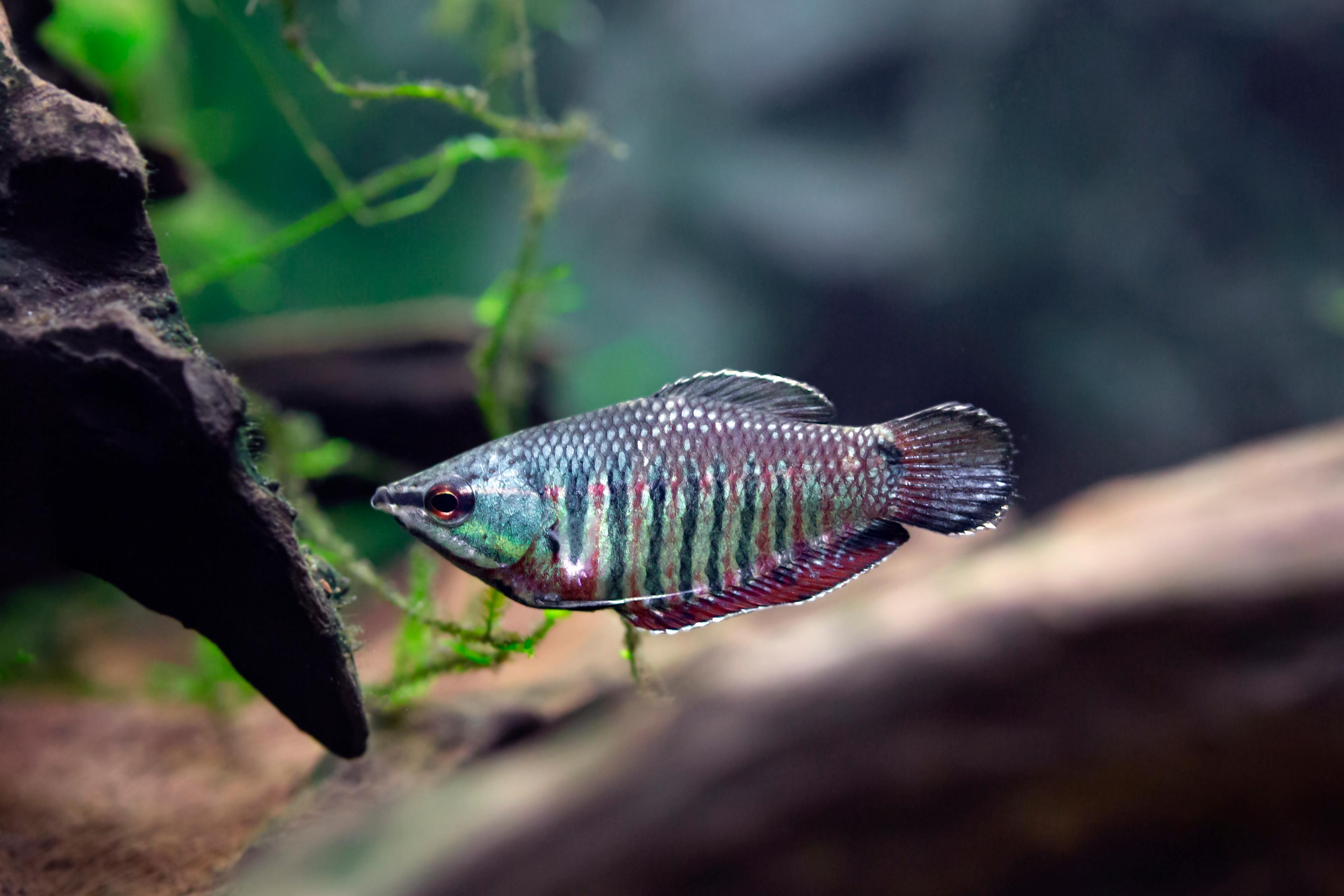 An image of a Samurai gourami