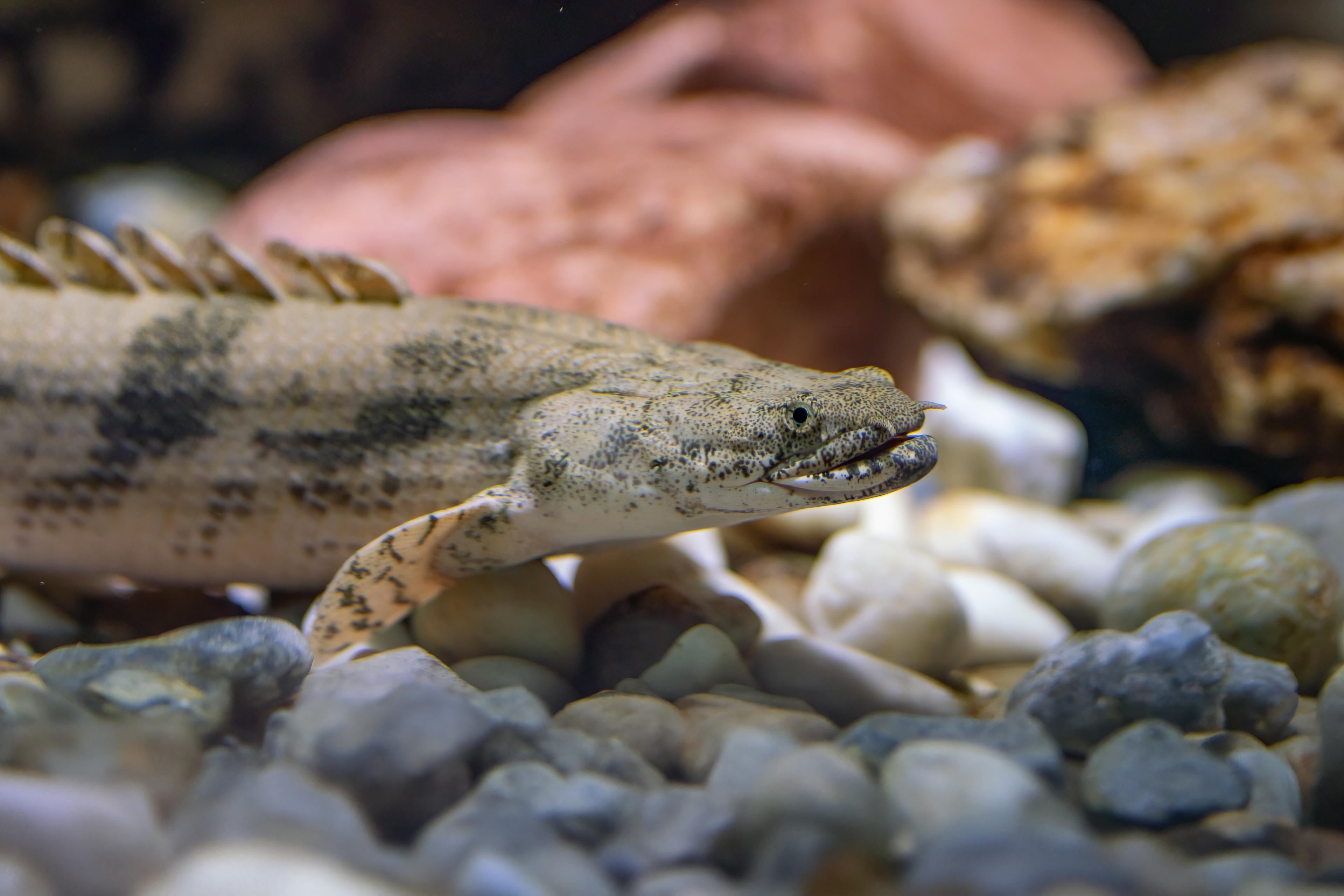 A photo of Saddled bichir