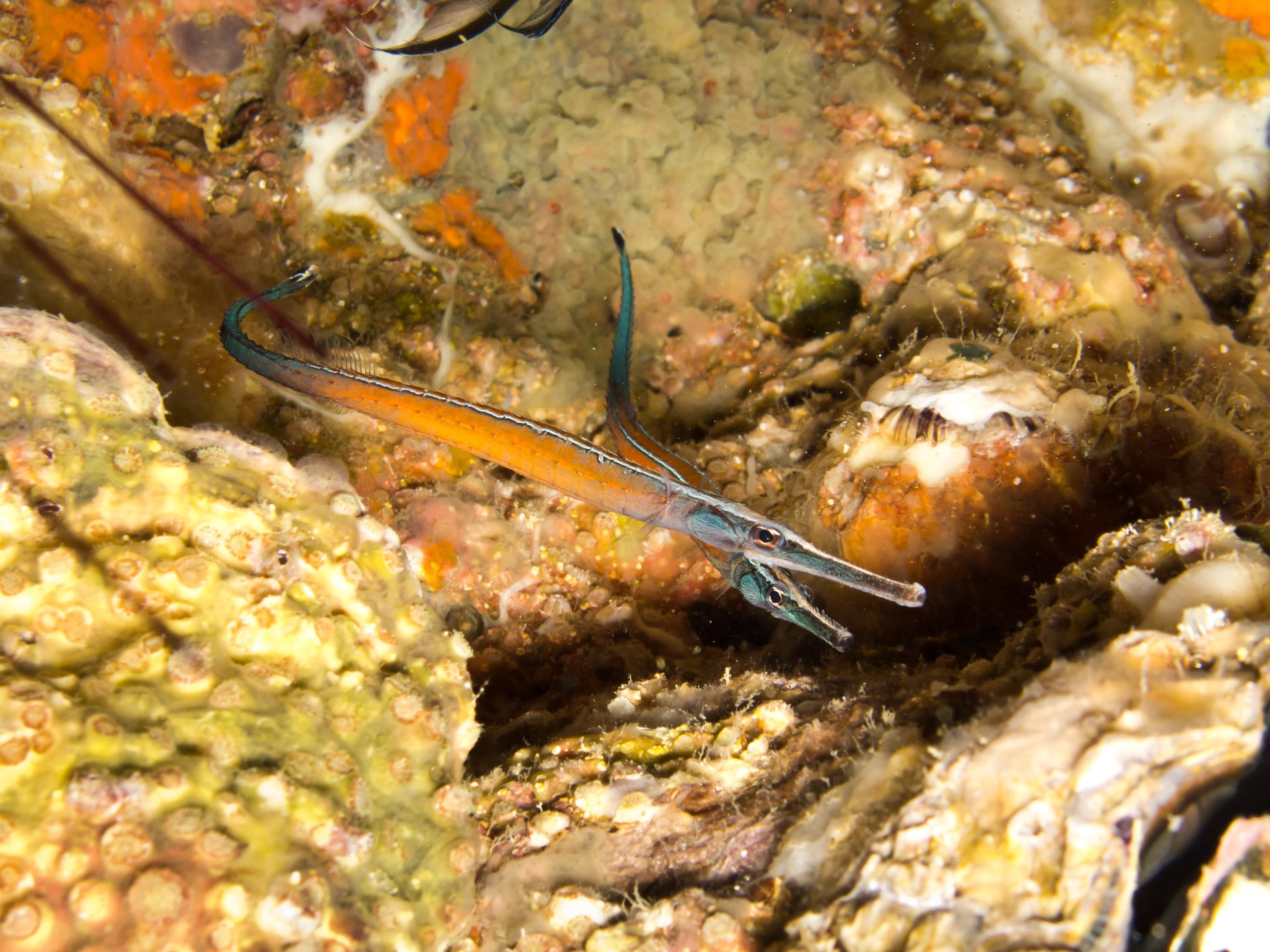 An image of a Janss' pipefish