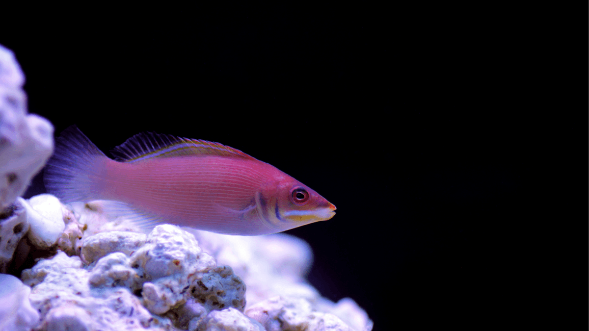 An image of a Striated wrasse