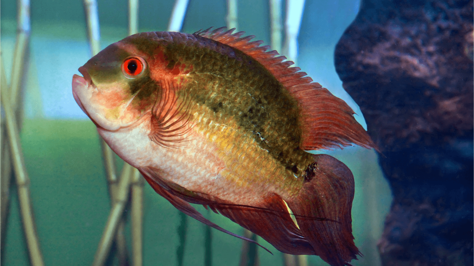 A photo of Chocolate cichlid