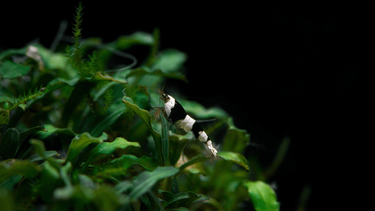 An image of Bee Shrimp