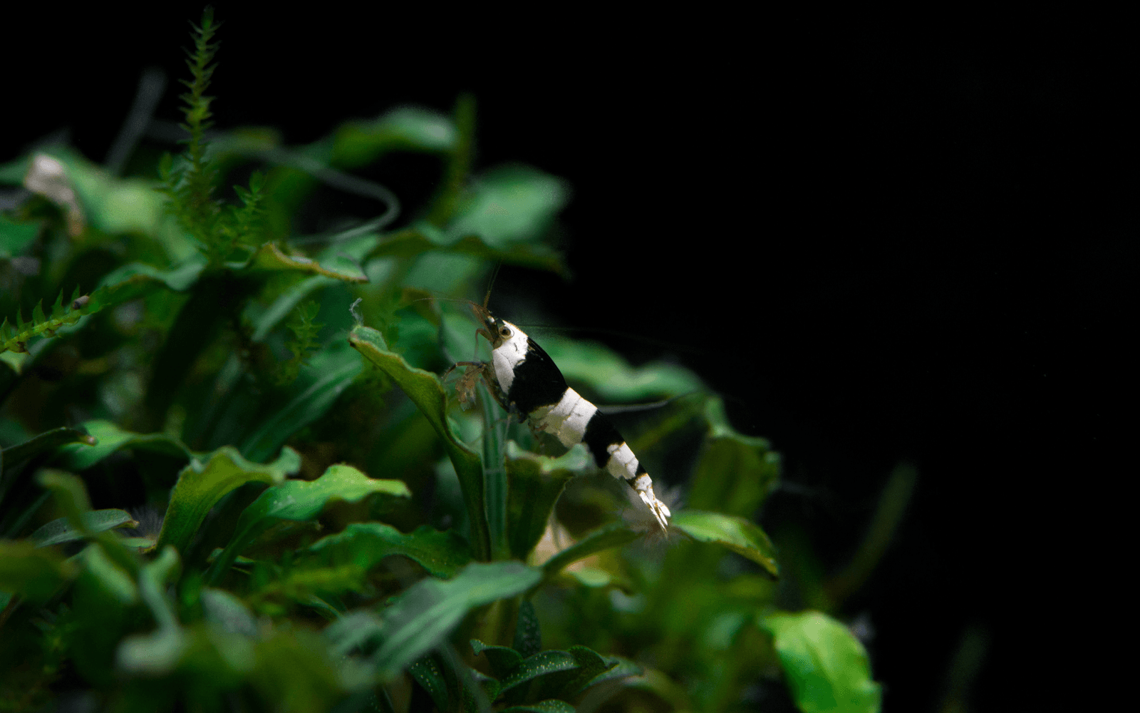 A black and white shrimp on buce