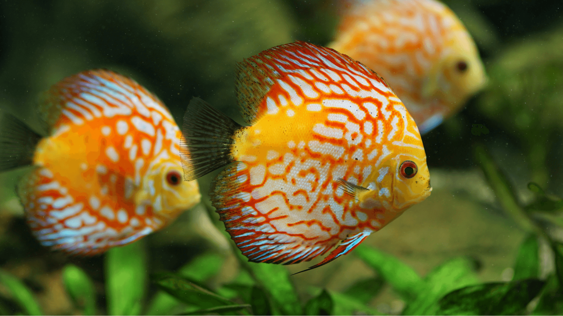 Common discus image 3