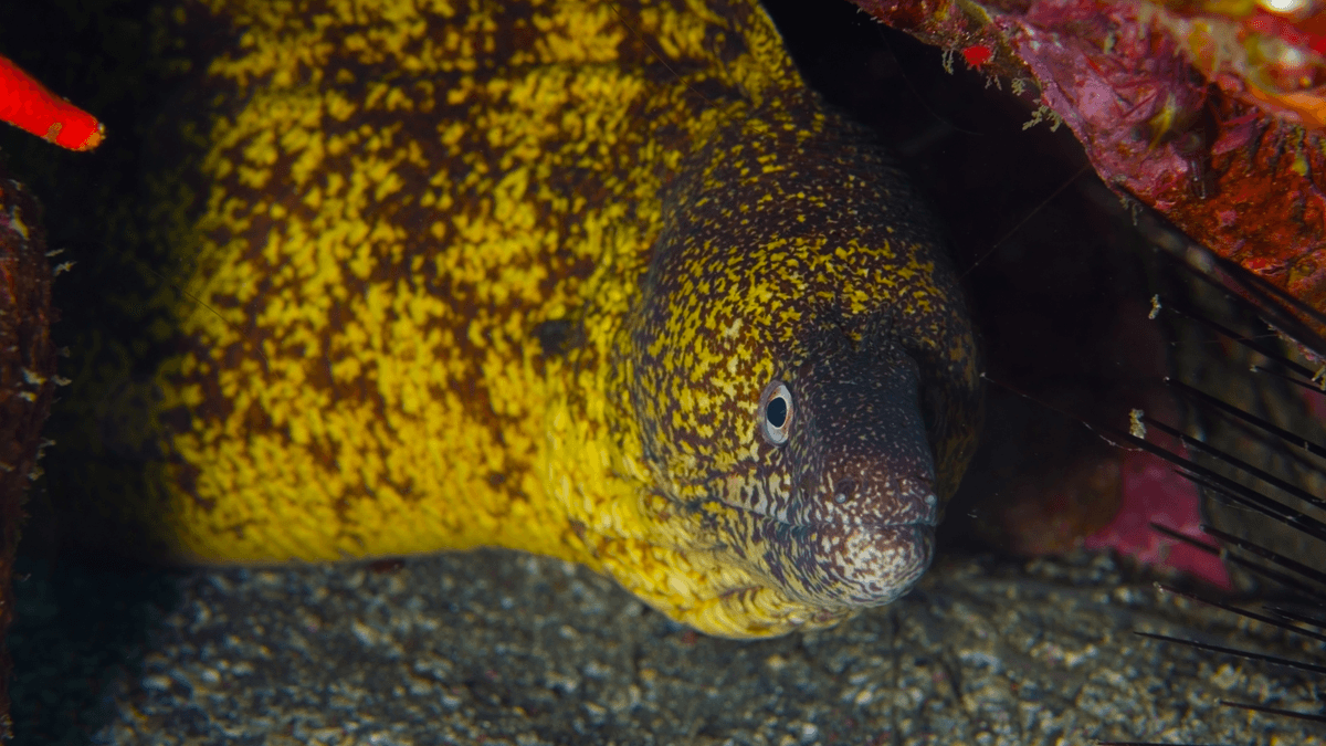 An image of a Kidako moray eel