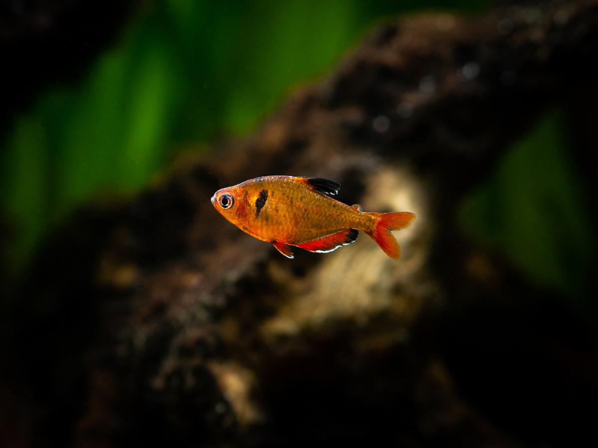 An image of a Serpae tetra