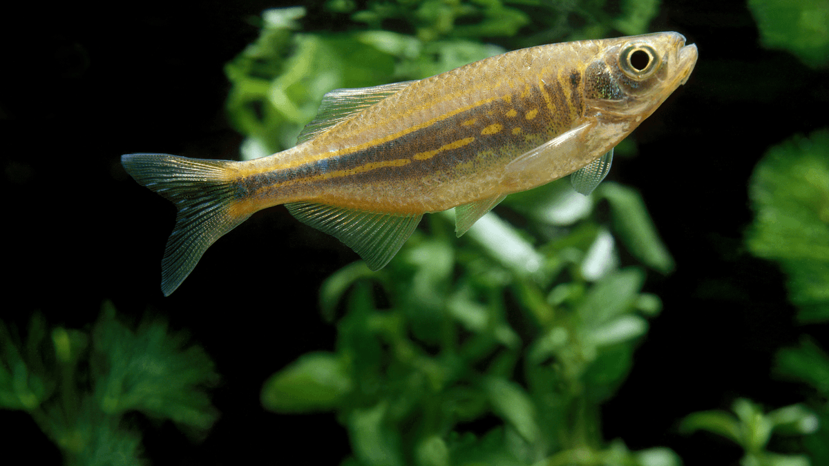 An image of a Malabar danio