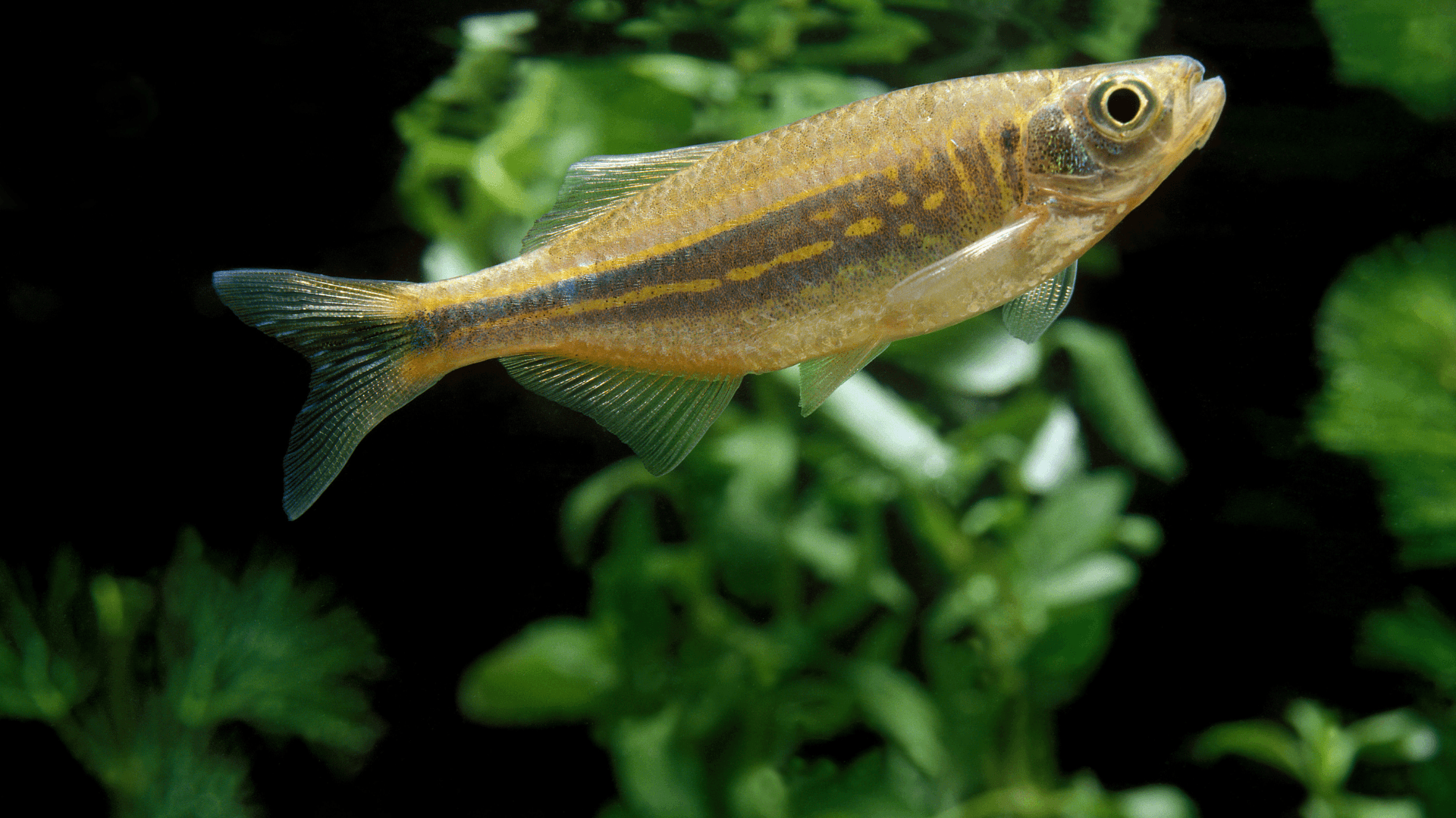 A photo of Malabar danio