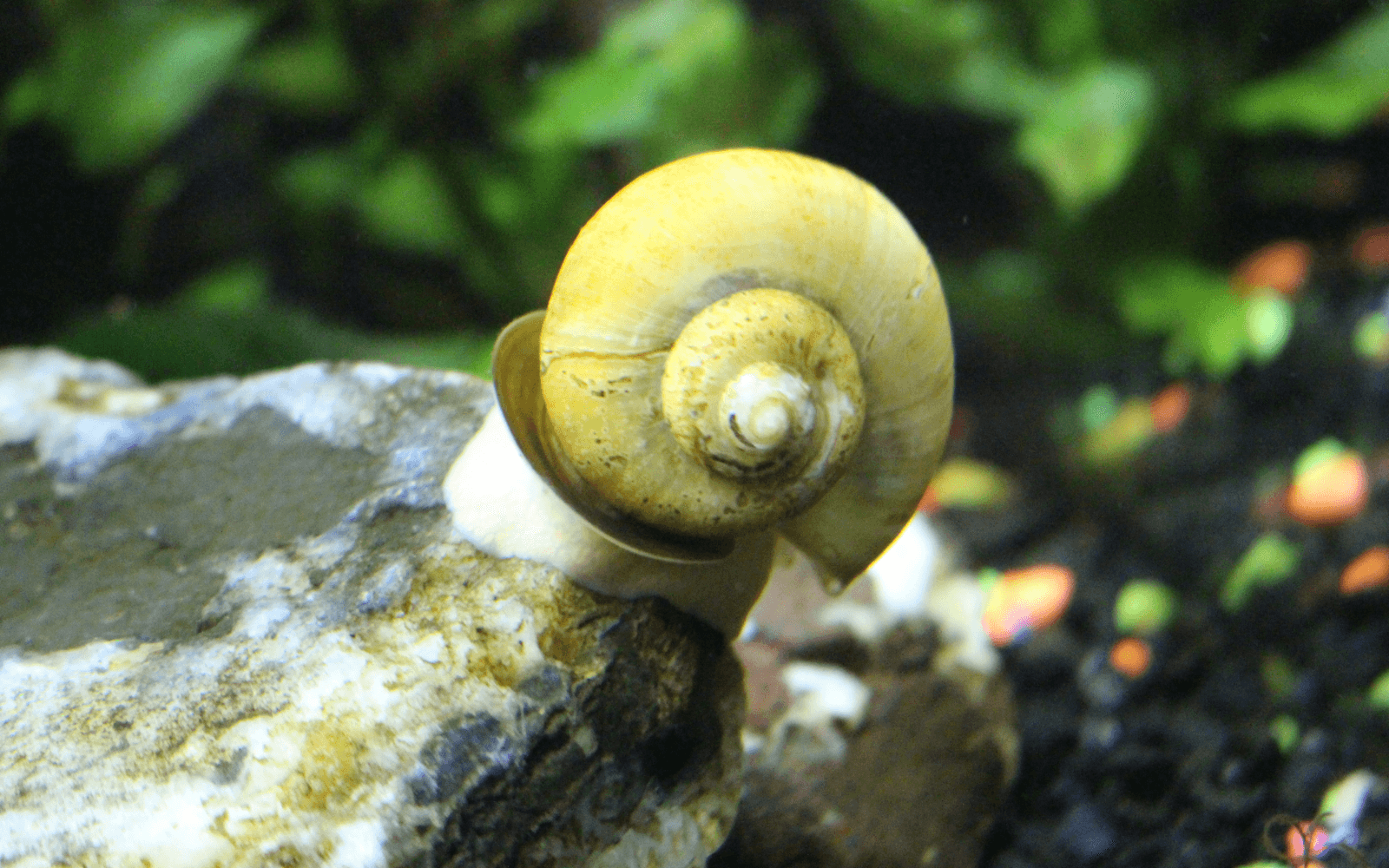 A yellow mystery snail skulking about 