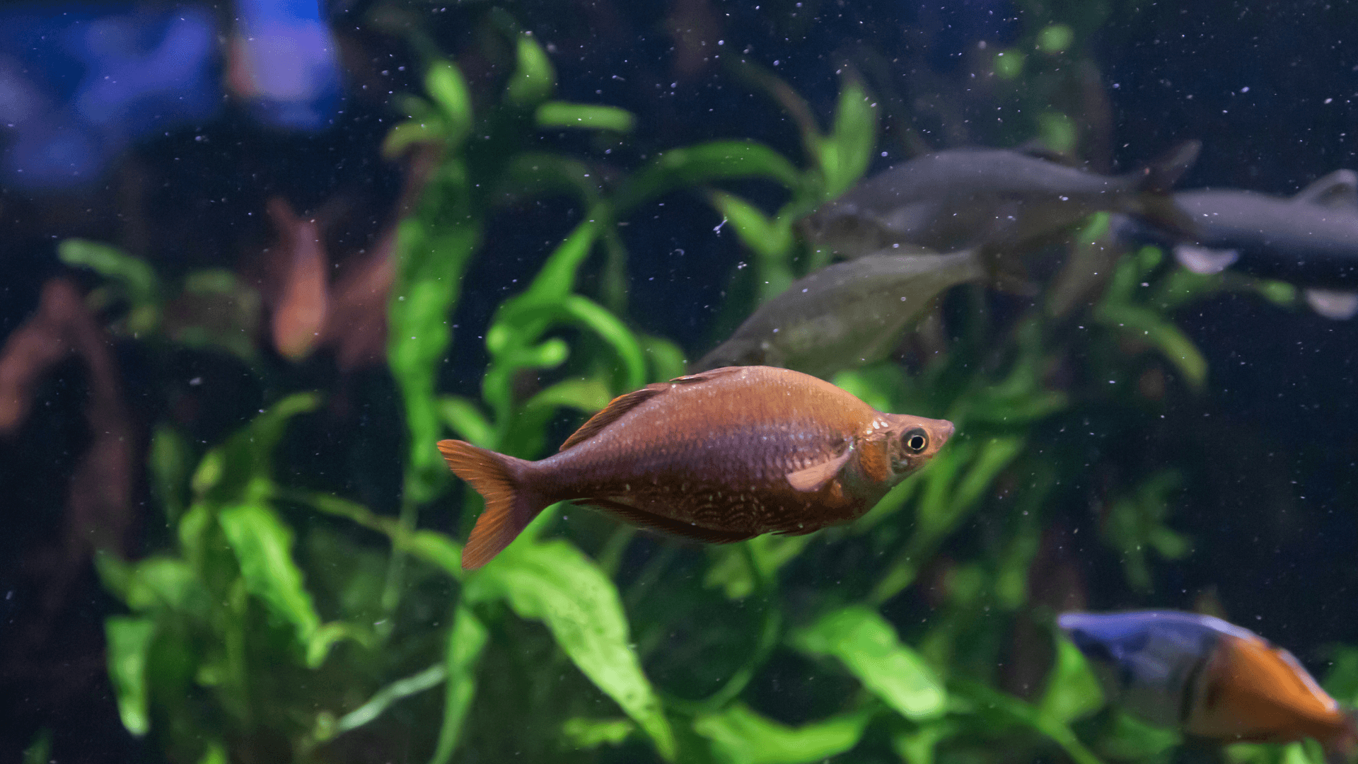 A photo of Red rainbowfish
