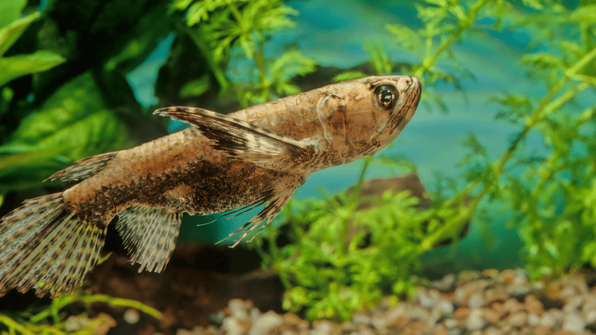 An image of a The unique tropical fish of Africa