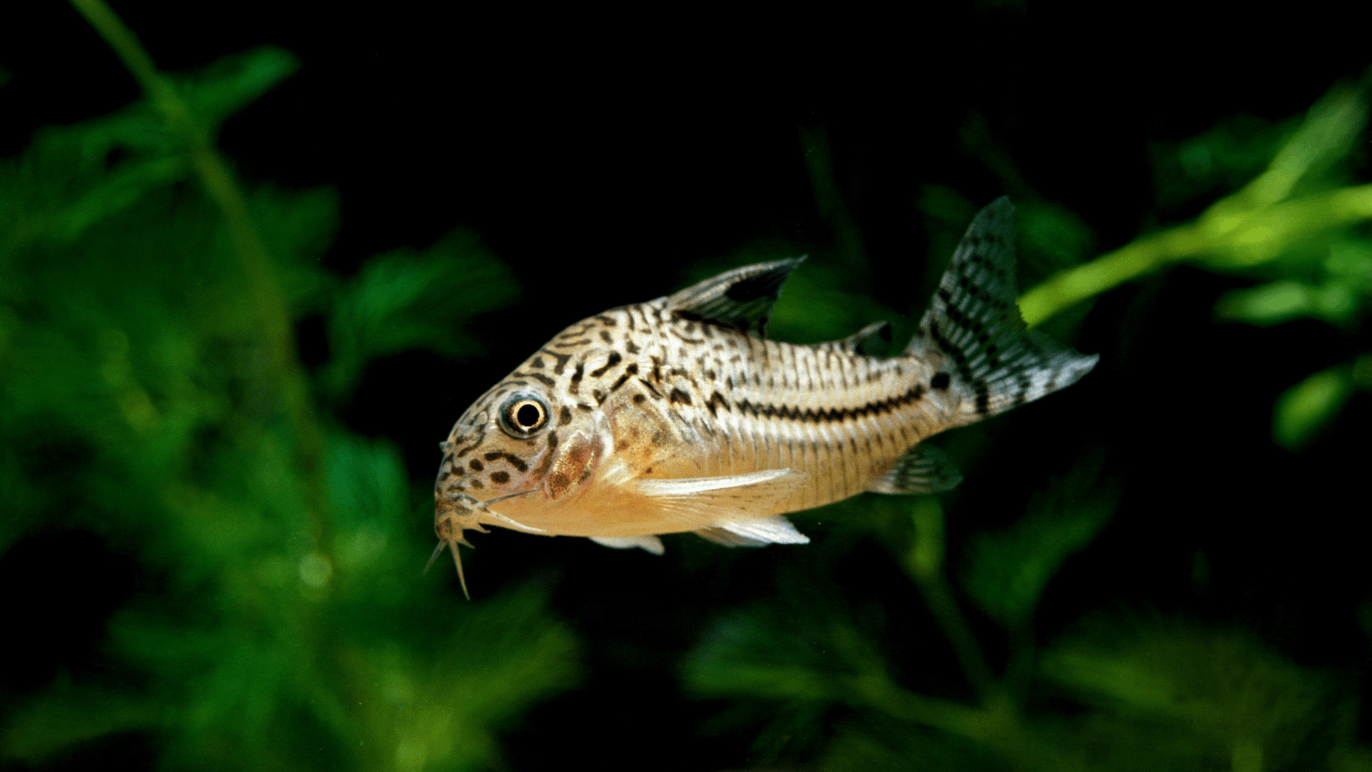 Blacktop corydoras - Book of Neptune