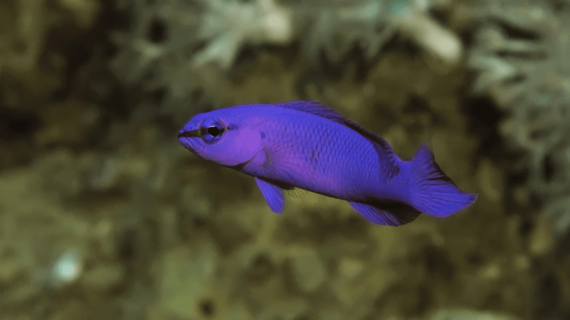 A photo of Orchid dottyback