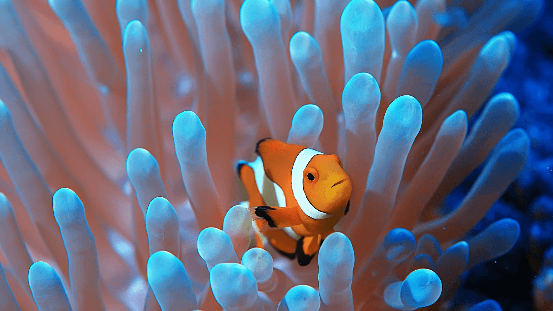 A photo of Clownfish