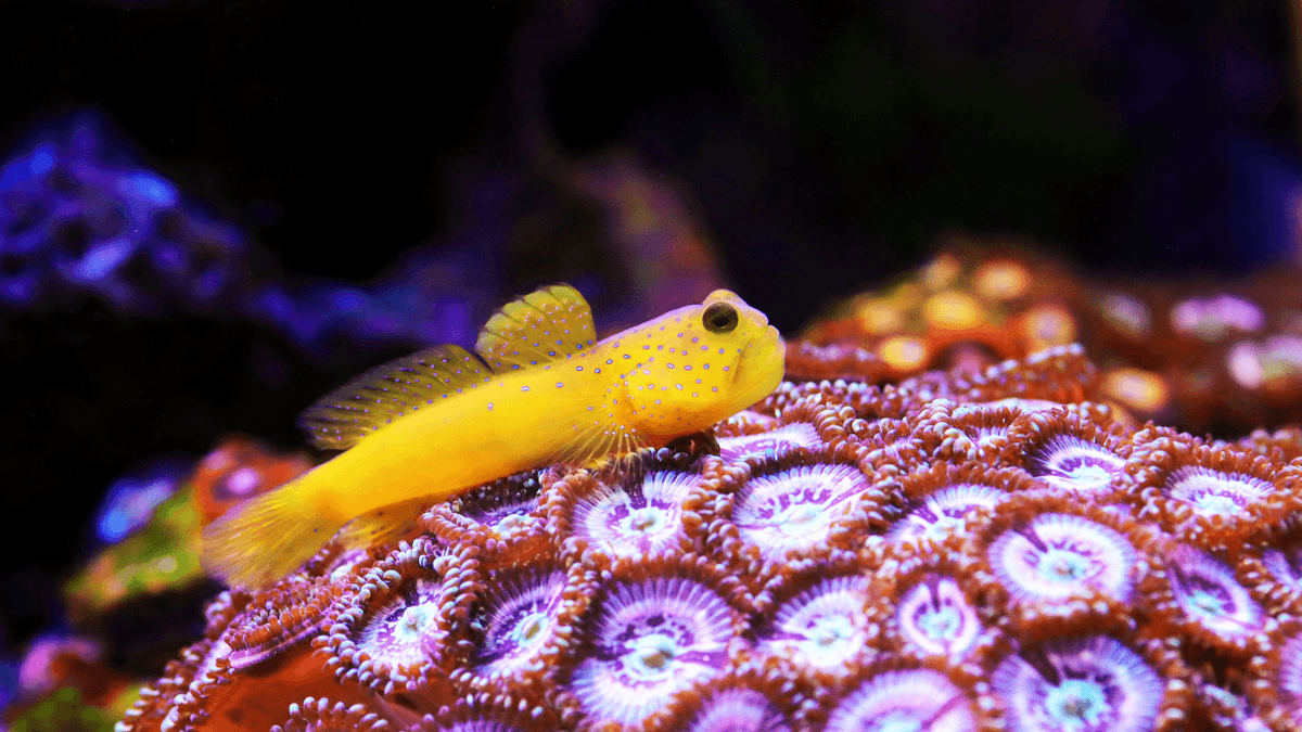 An image of a Yellow watchman goby