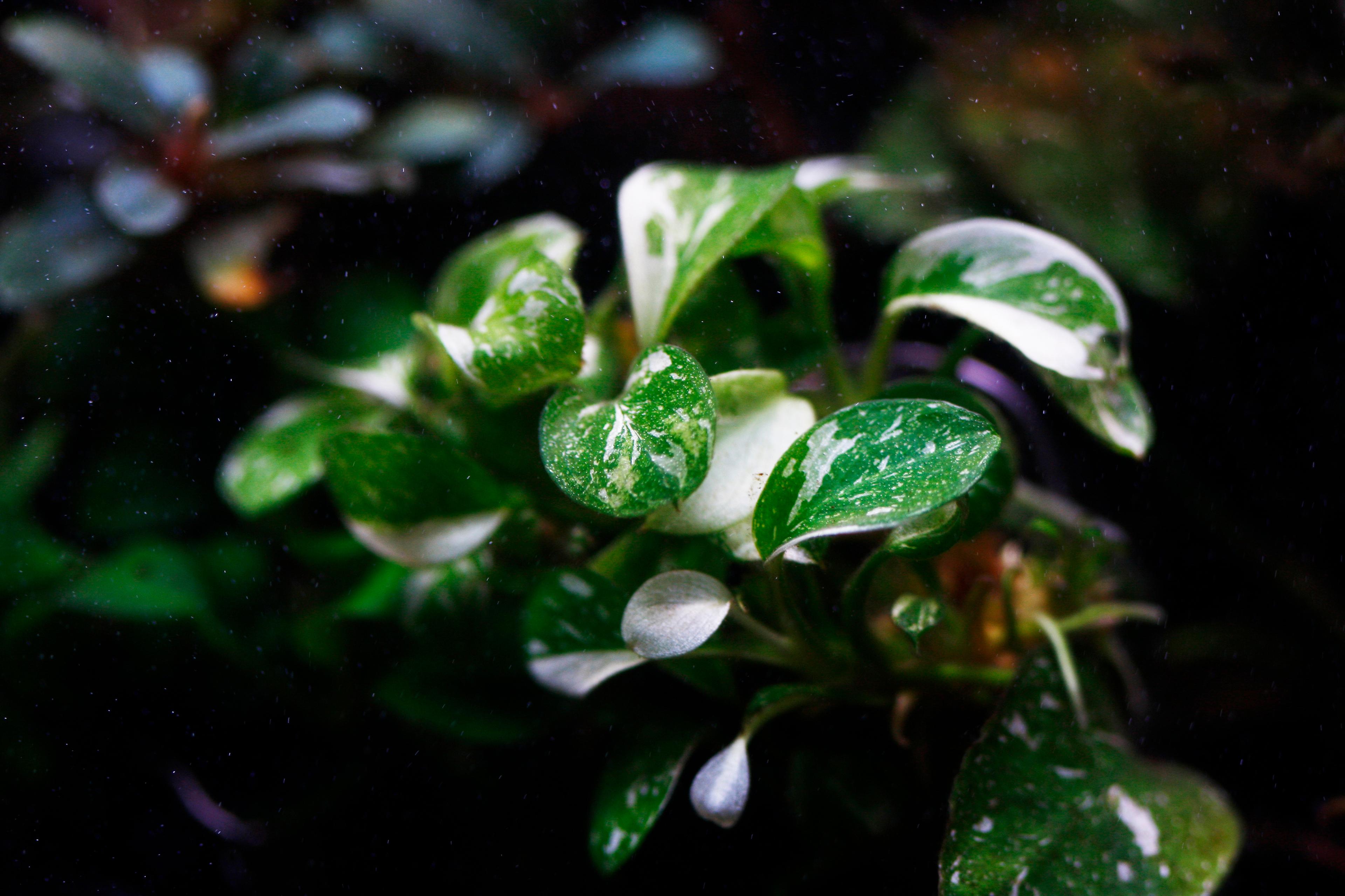 A photo of Discovering the Rarest Tropical Aquarium Plants