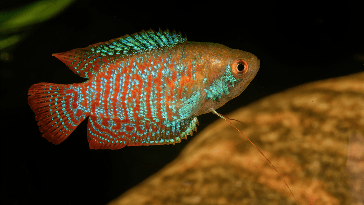 An image of a Dwarf gourami