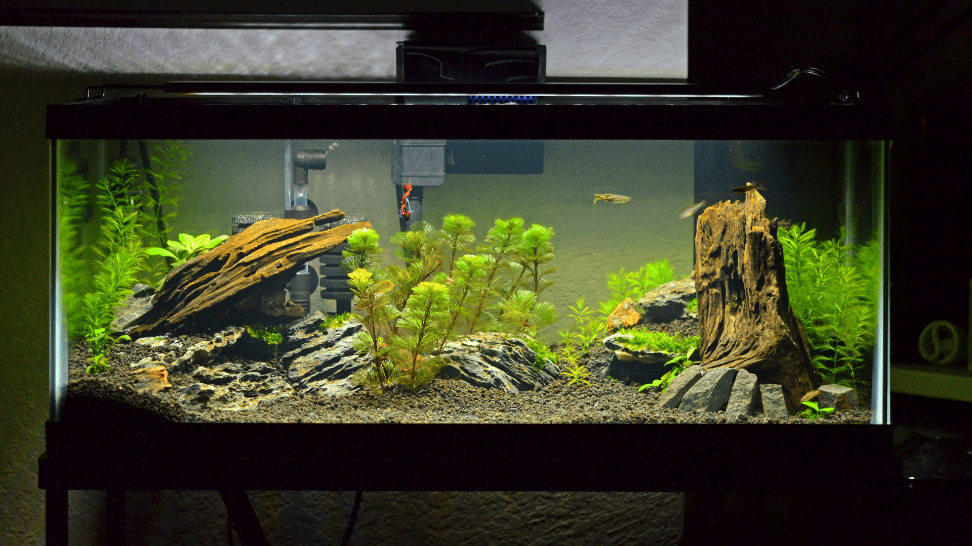 A photo of Aquascaping: The Artistic World Underwater