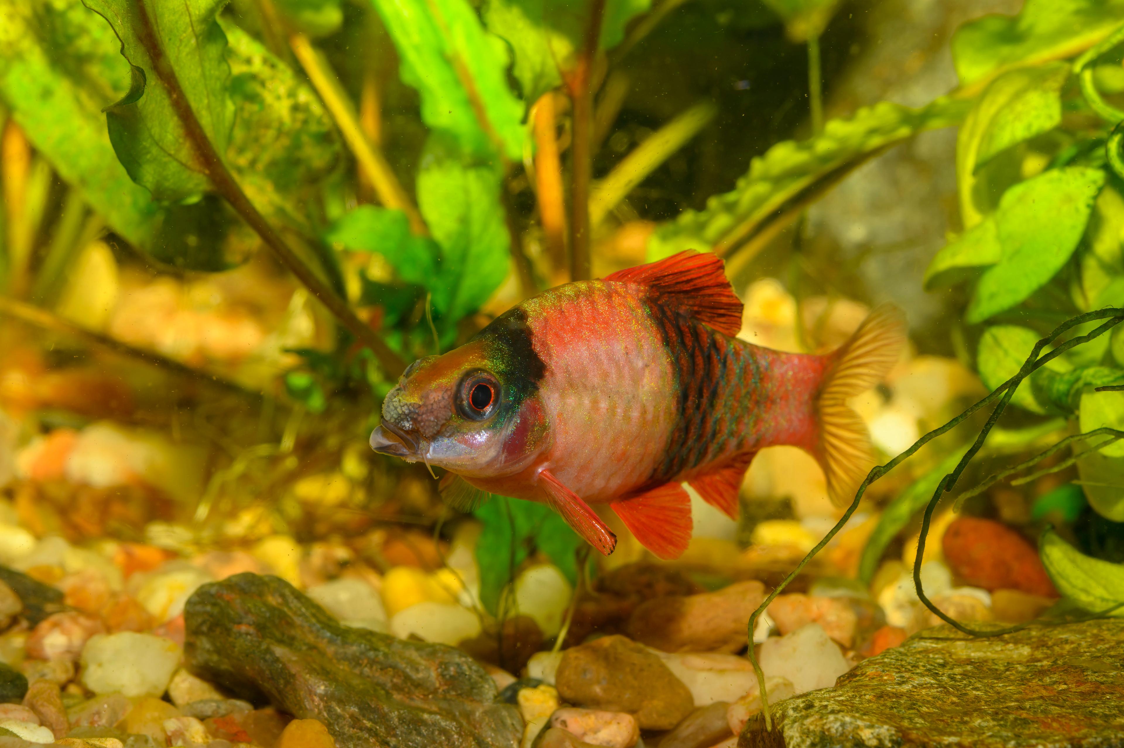 A photo of Panda barb