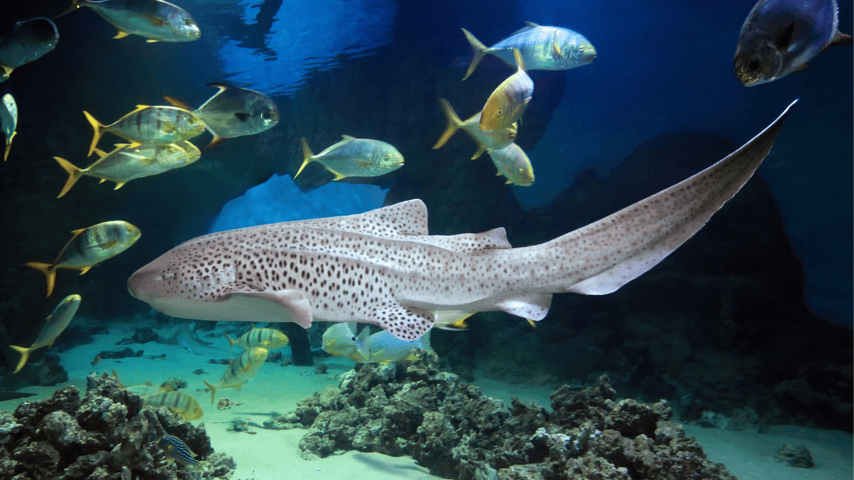 An image of a Zebra shark