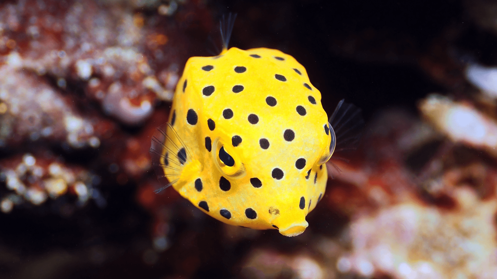 A photo of Boxfish