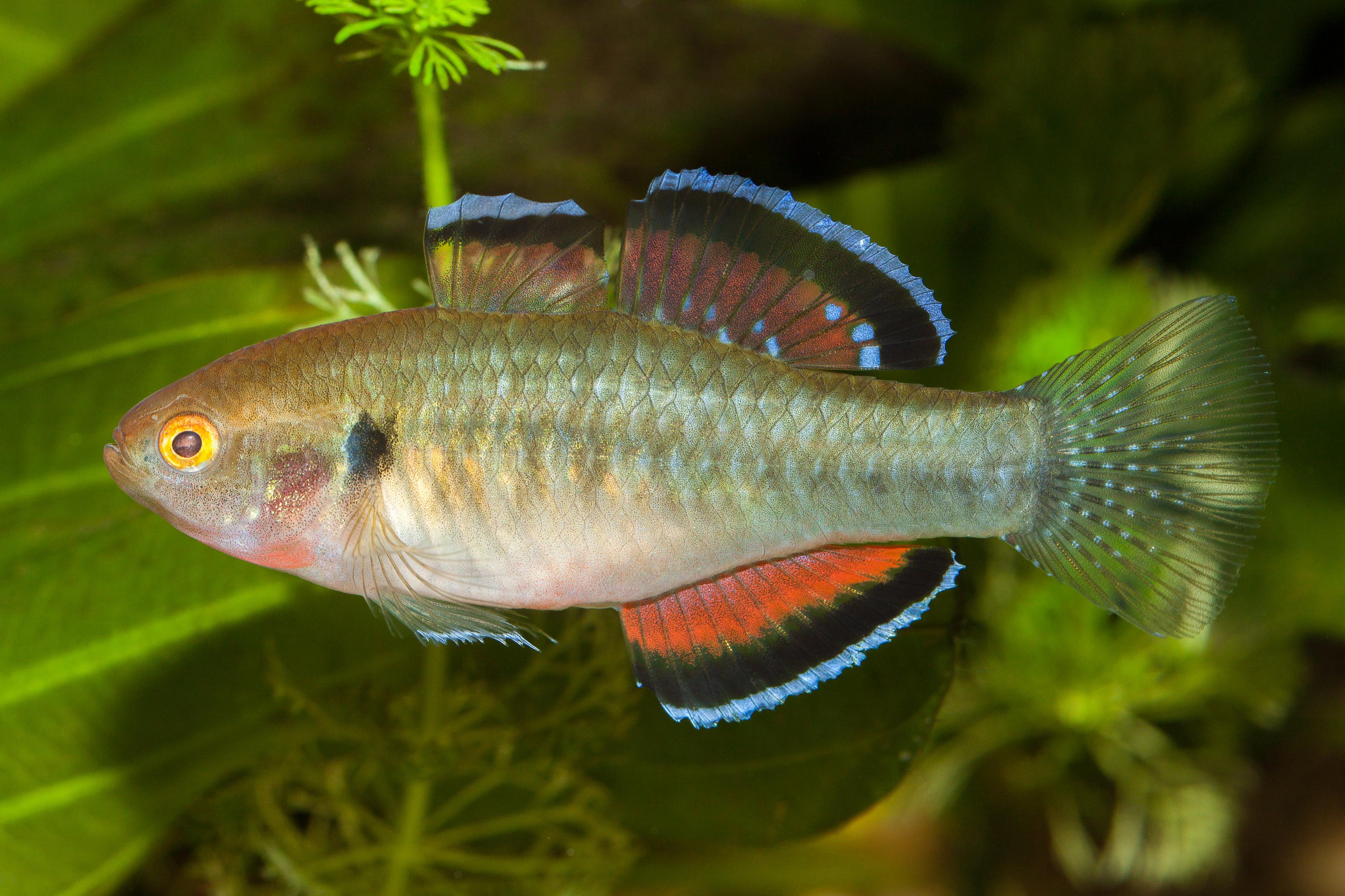 A photo of Empire gudgeon