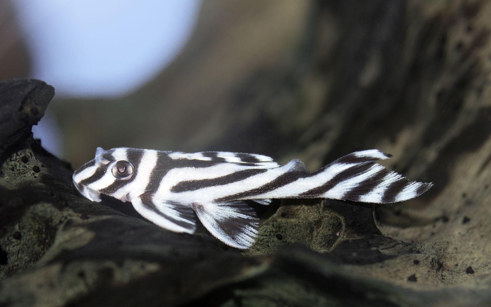 A rare zebra pleco sitting on a log