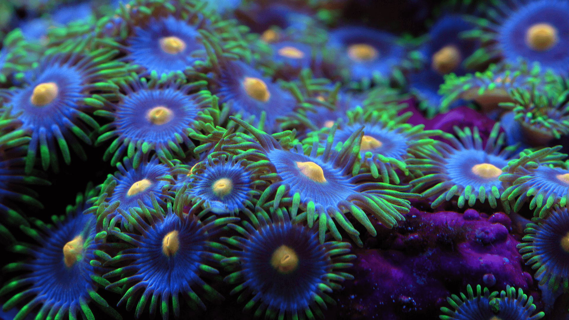 A photo of Zoanthids