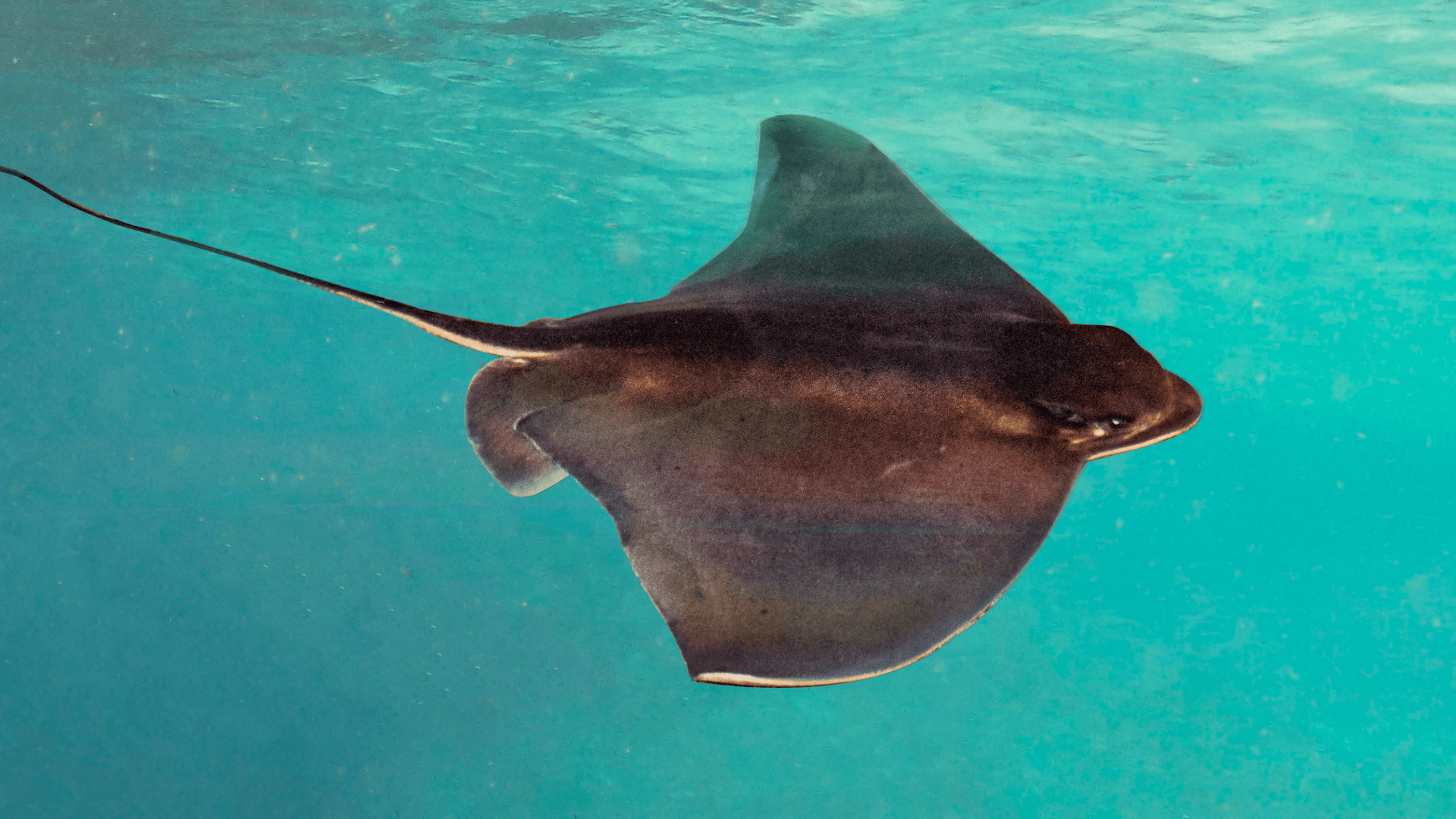 A photo of Rays