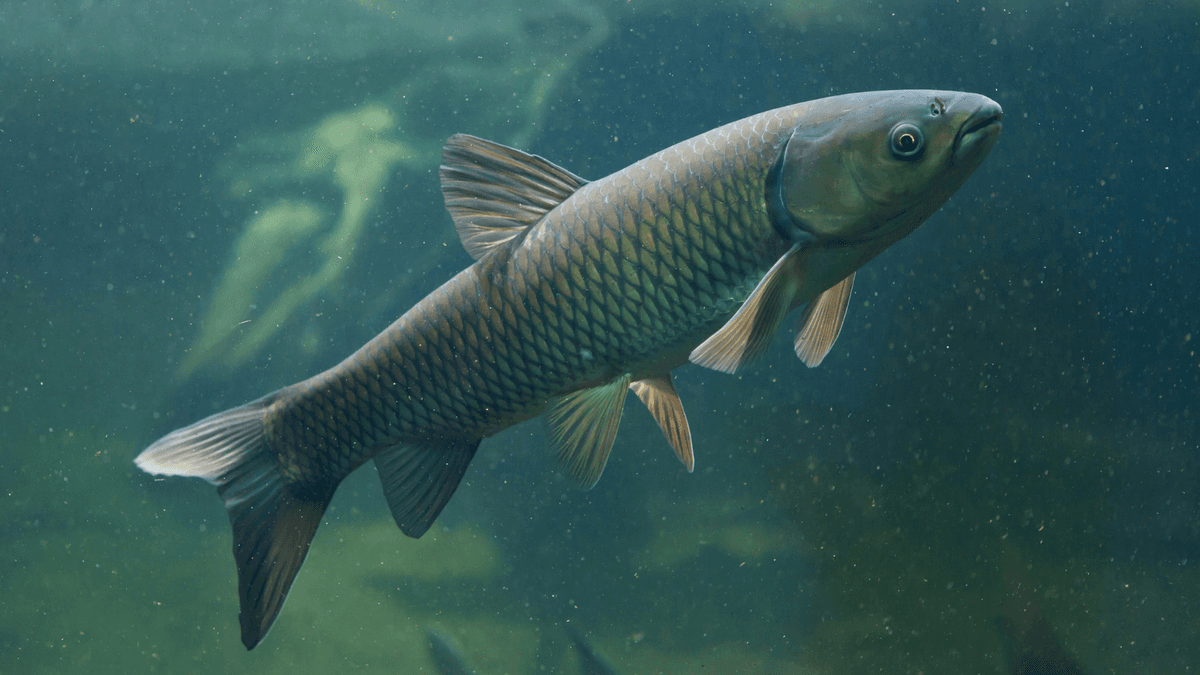 An image of a Grass Carp