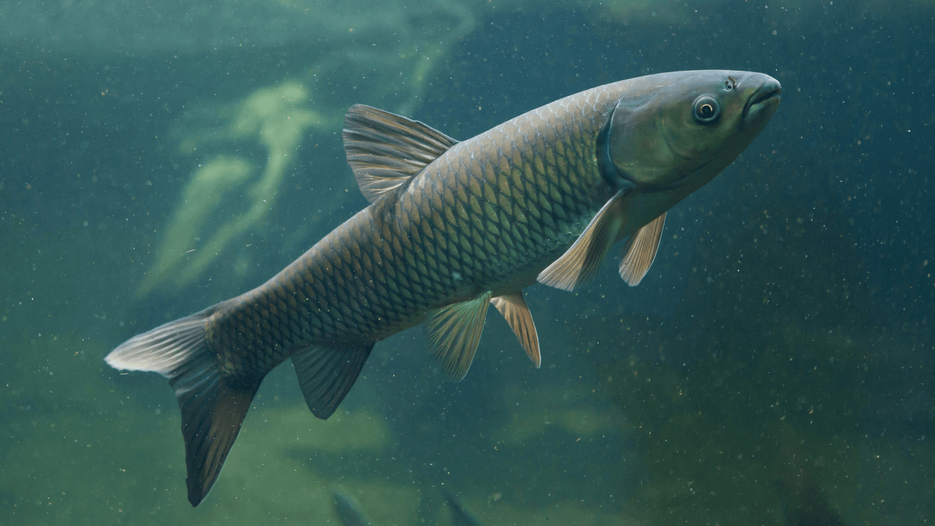 A photo of Grass Carp