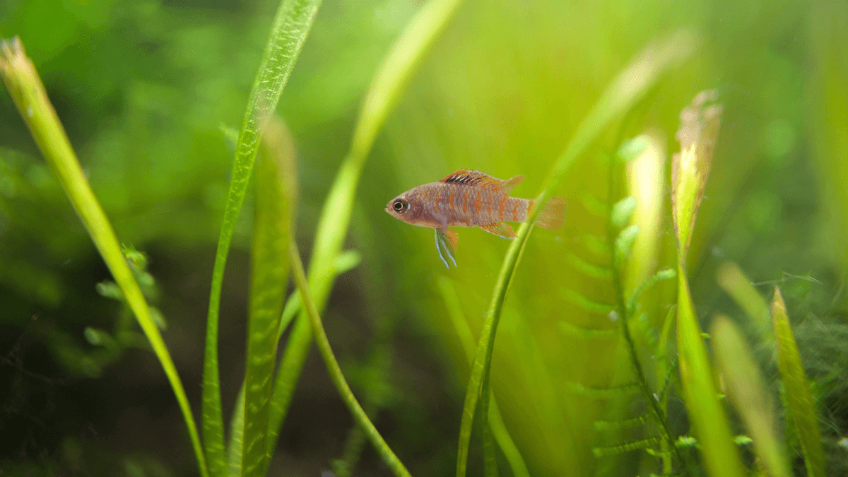 An image of a Scarlet badis