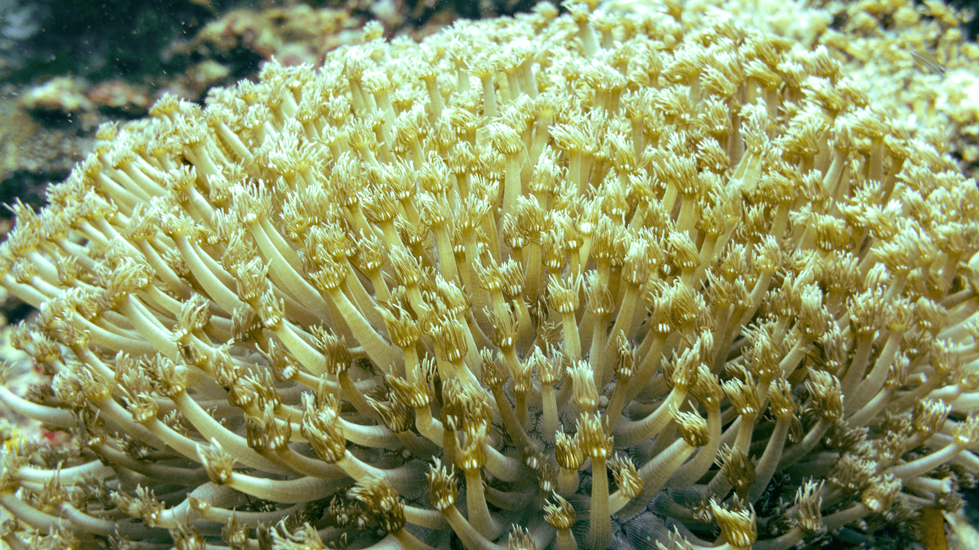 A photo of Sunflower Coral