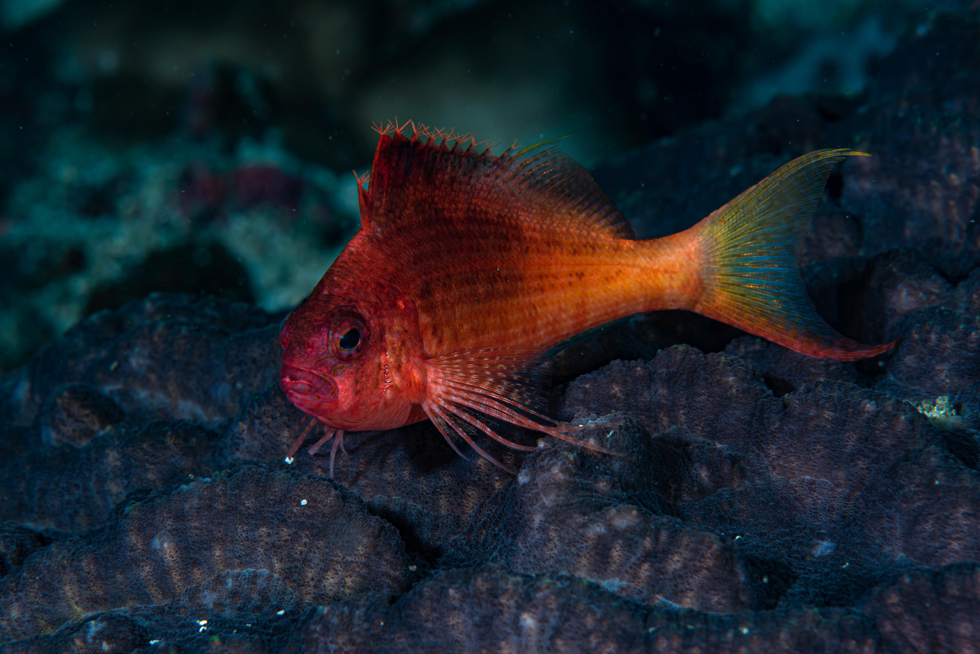 A photo of Lyretail hawkfish