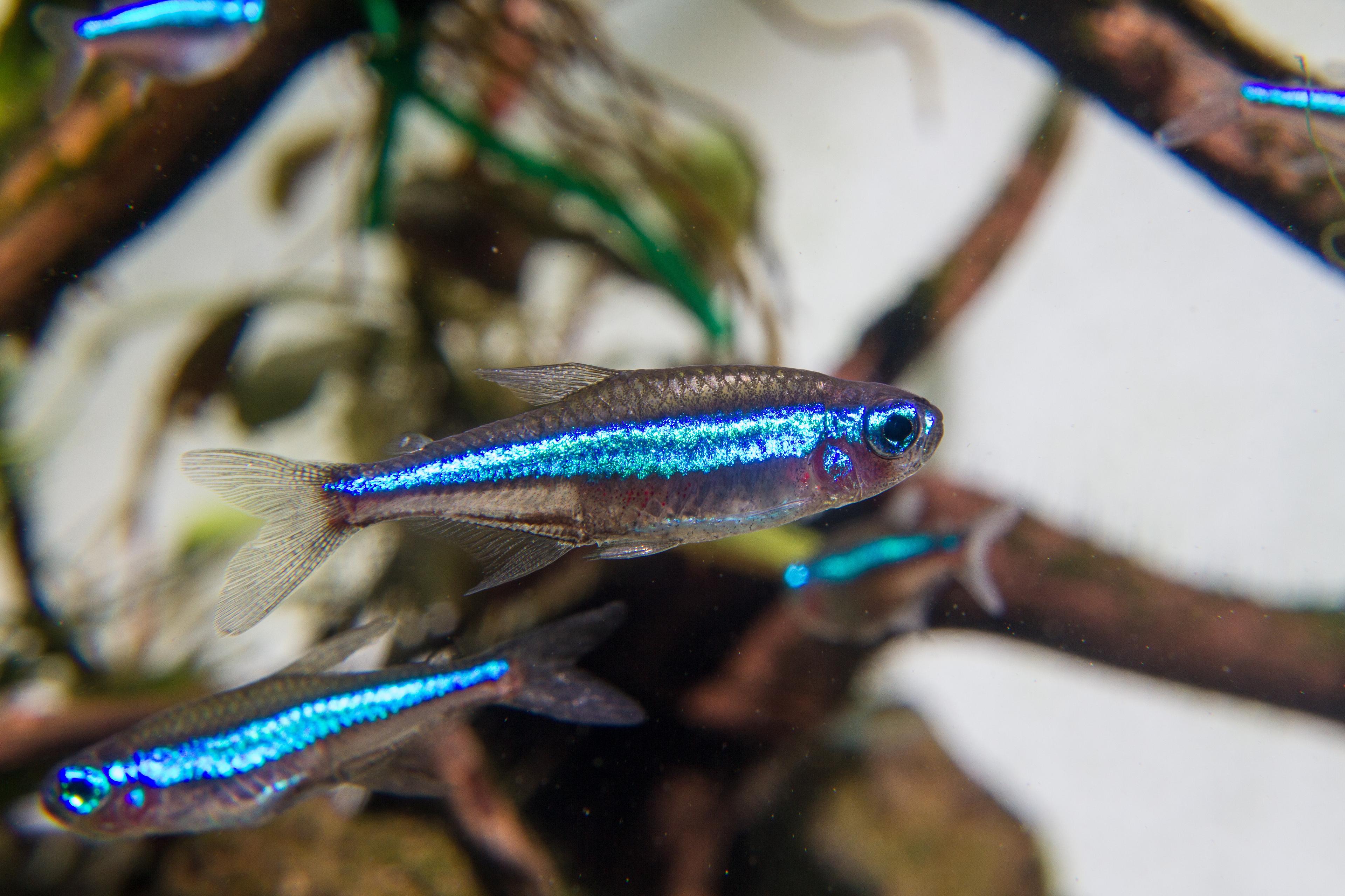 A photo of Green neon tetra