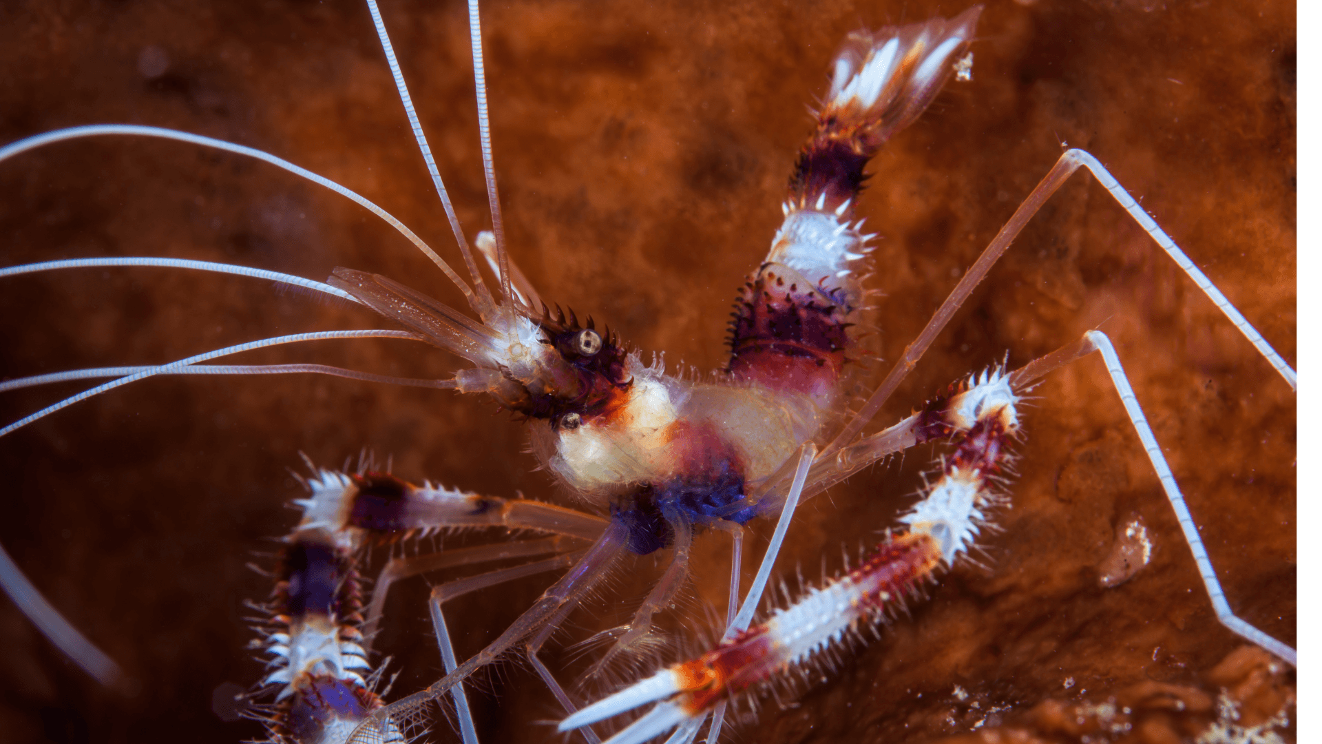 A photo of Coral banded shrimp