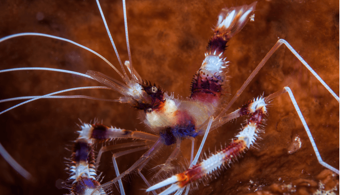 An image of a Coral banded shrimp