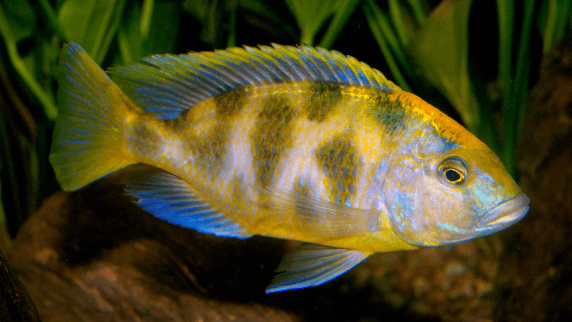 A photo of Venustus cichlid