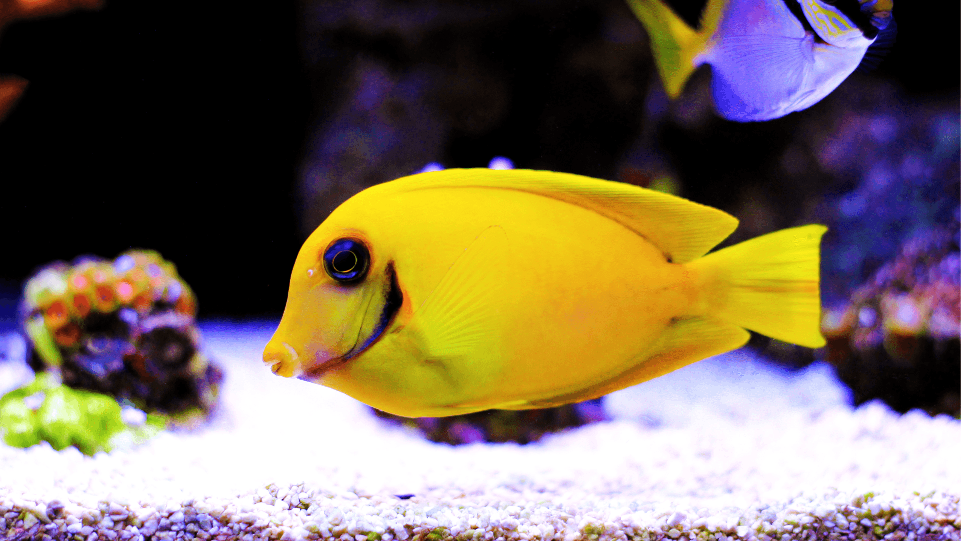 Juvenile chocolate tang