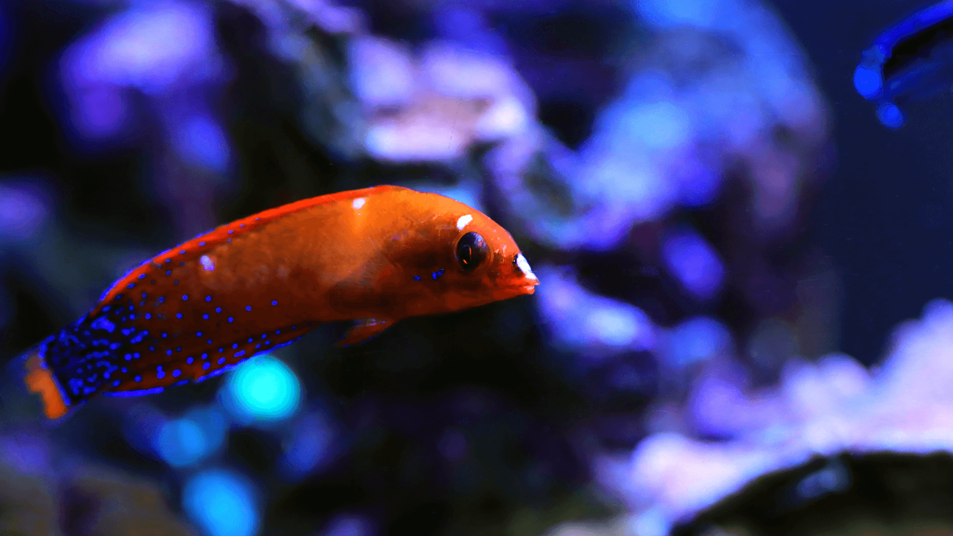 A photo of Red coris wrasse