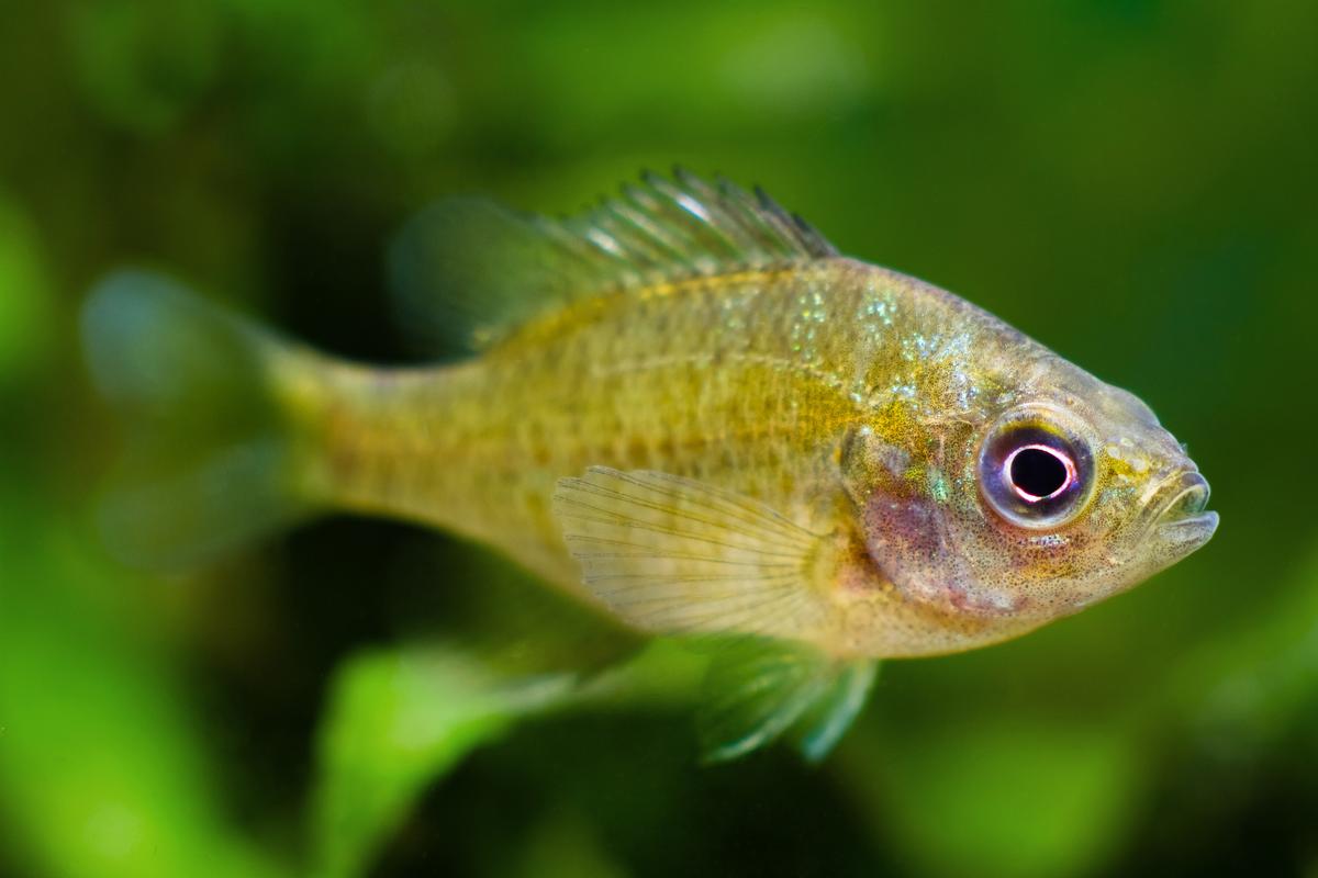 An image of a Redbreast sunfish