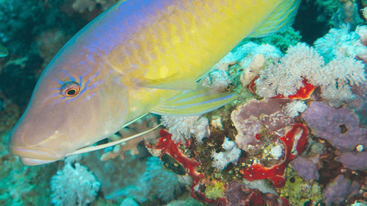 An image of a Goldsaddle goatfish