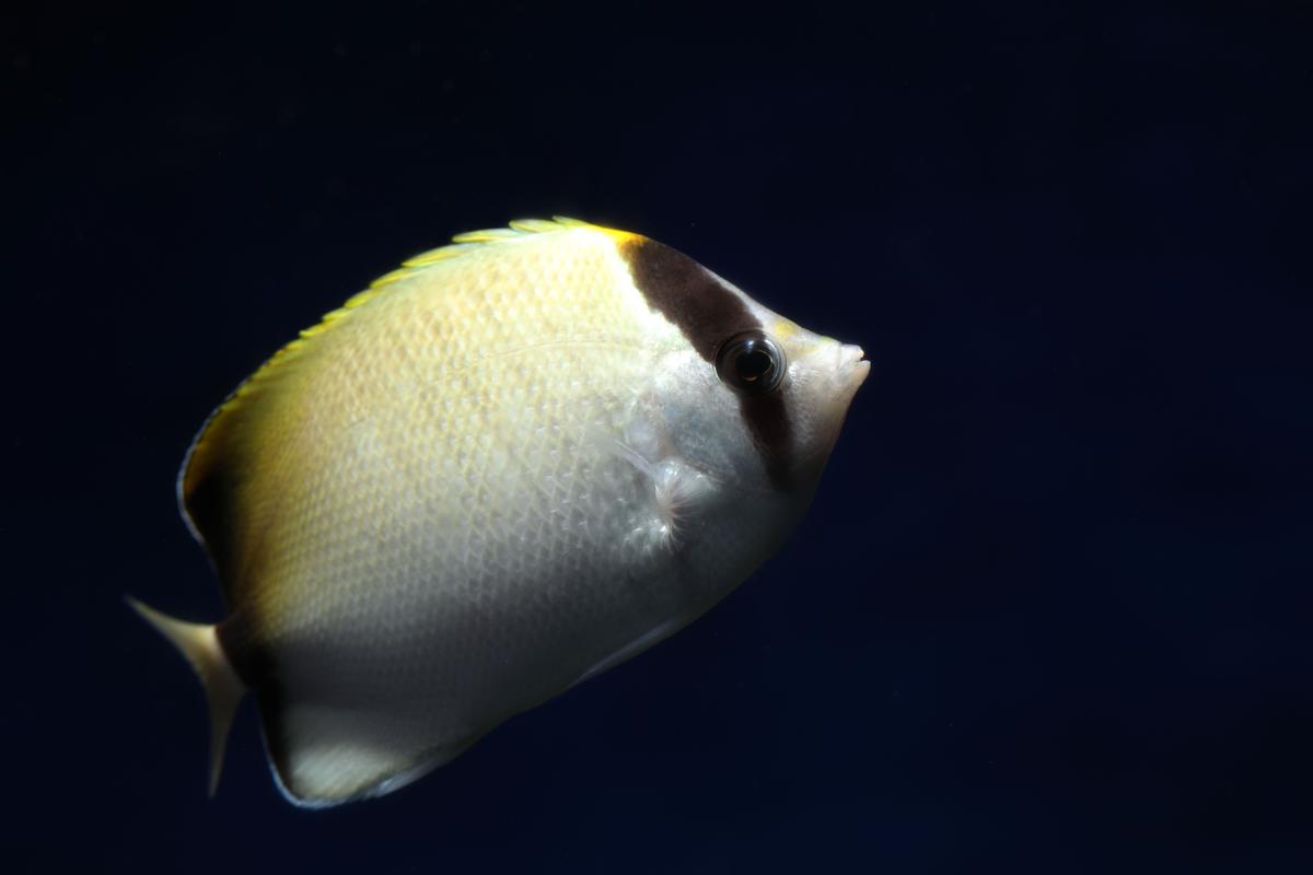 An image of a Reef butterflyfish