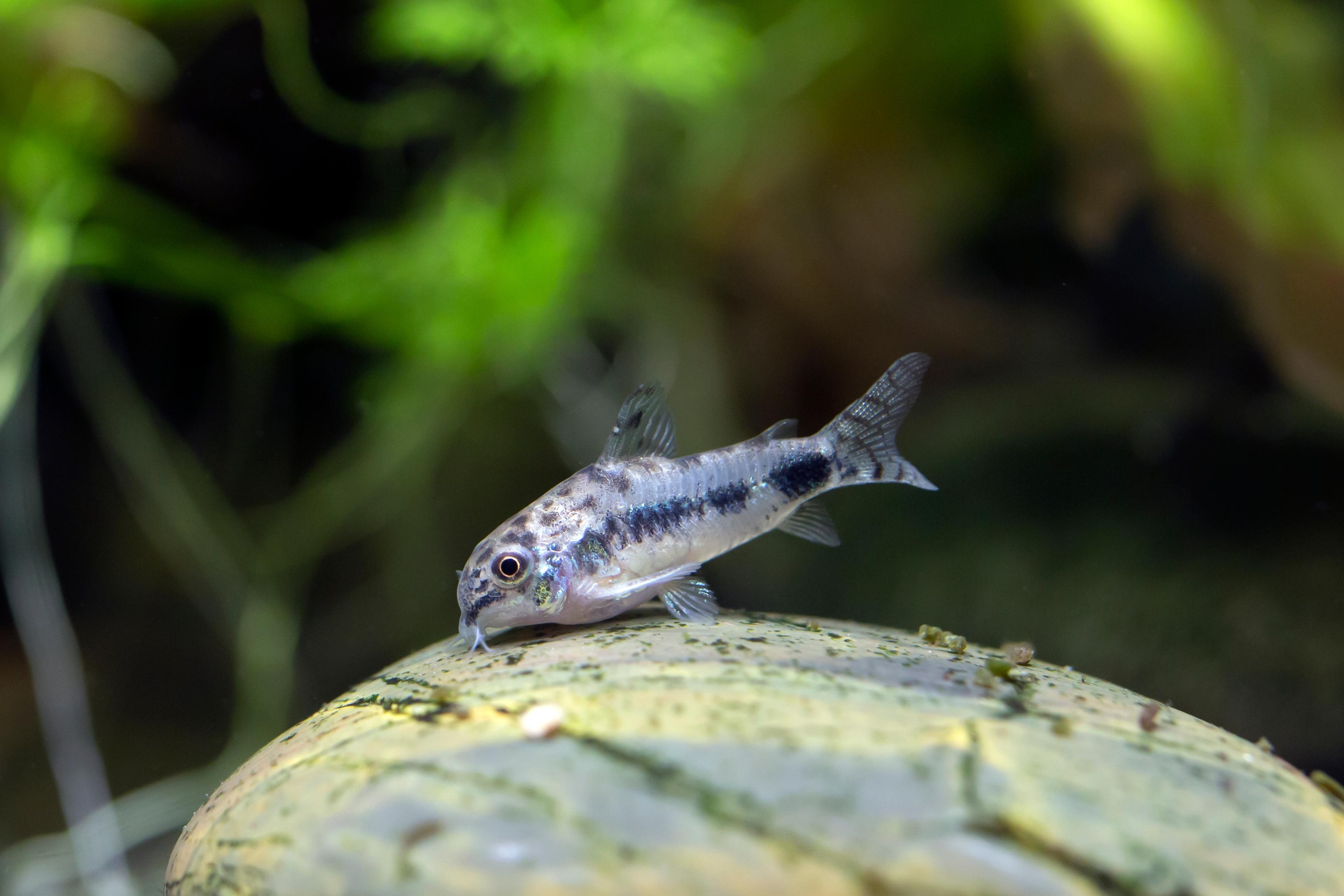 A photo of Salt and pepper catfish