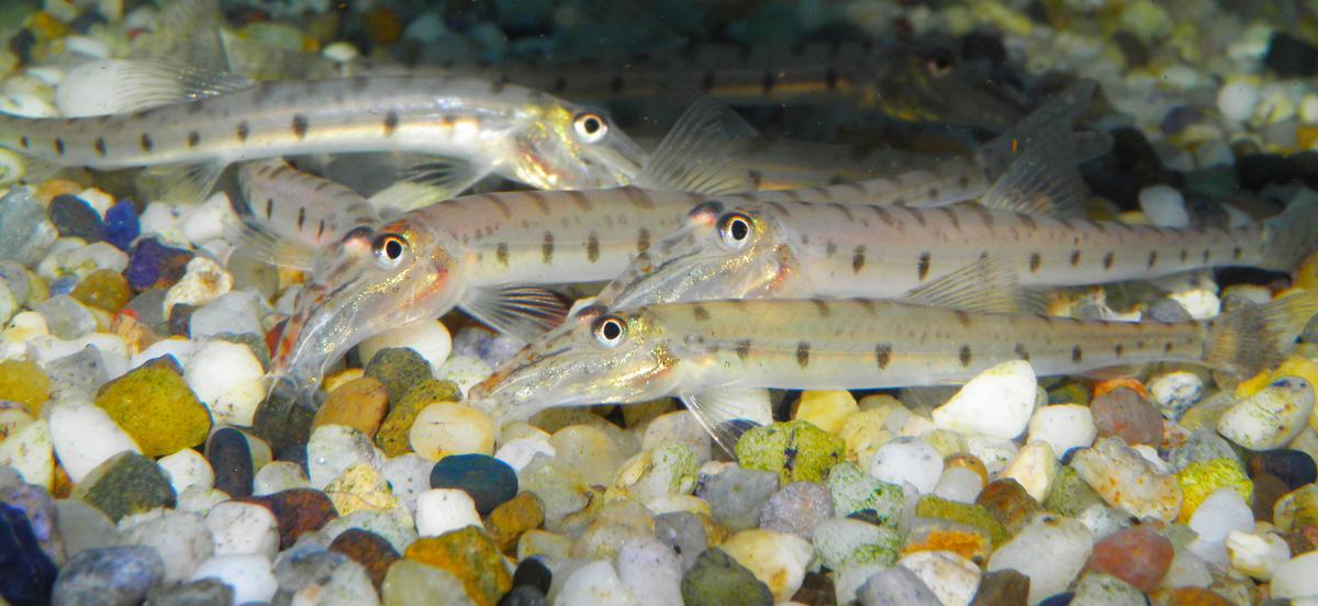 An image of a Horseface loach