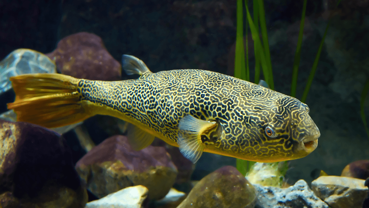 An image of a Mbu puffer