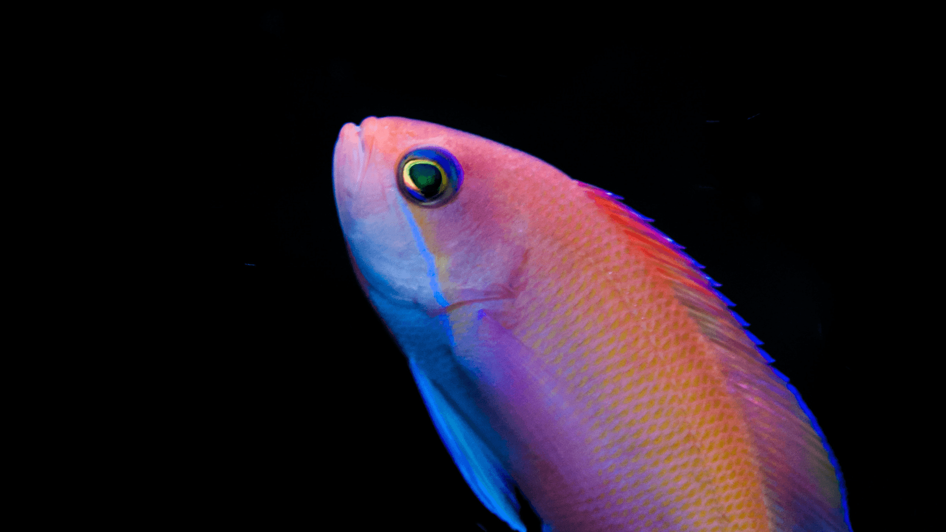 A photo of Stocky anthias